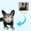 Select to view 'Lemur' image