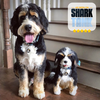Select to view 'Petsies $150 Off Promotion' image