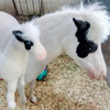 Select to view 'Horse stuffie' image