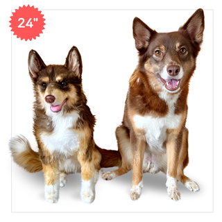 custom petsies cuddly clone alternatives