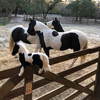 Select to view 'Custom Horse Keepsake' image