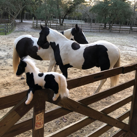 Custom Horse Keepsake
