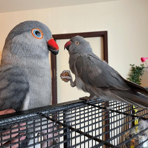 Bird Stuffed ANimal