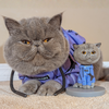 Select to view 'cat bobblehead' image