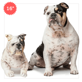 A custom cuddly clone of your pet