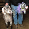 Select to view 'goat stuffed animal' image