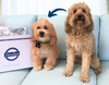 Select to view 'Personalized Pet Stuffed Animal Plush Lookalike' image