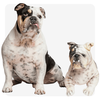 Select to view 'custom bulldog plush' image