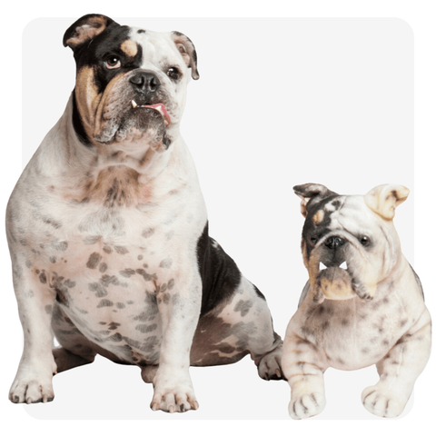 custom bulldog plush