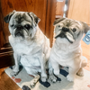 Select to view 'Stuffed Animal Plush Lookalike Replica' image
