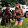 Select to view 'Pug Harness' image