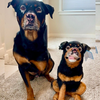 Select to view 'Dog Stuffed Animal Plush Lookalike Replica' image
