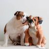 Select to view 'bulldog' image