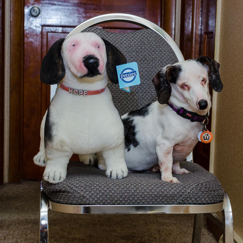 Stuffed Animal Plush Lookalike Replica