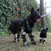 Select to view 'Pug Stuffed Animal' image