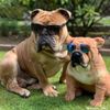 Select to view 'stuffed animal of a bulldog' image