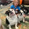 Select to view 'bulldog-stuffed-animal-plush 8' image