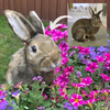 Select to view 'Personalized rabbit. bunny Stuffed Animal Plush Lookalike' image