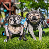 Select to view 'Pug Stuffed Animal' image