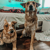 Select to view 'Stuffed Animal Plush Lookalike Replica' image