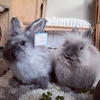 Select to view 'Personalized Bunny Stuffed Animal Plush Lookalike 3' image