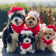 personalized pet gift holiday
