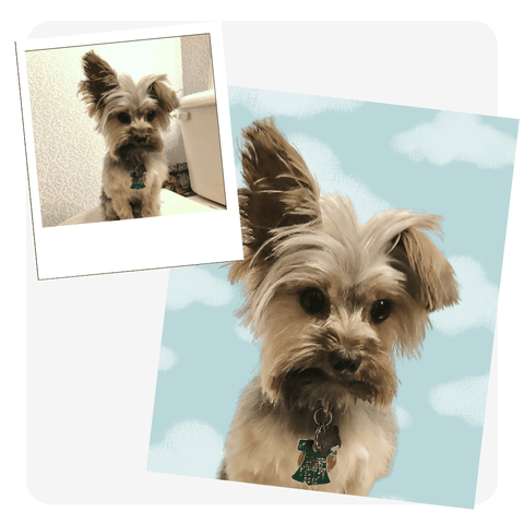 personalized photo blankets of your pet