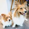 Select to view 'Personalized Corgi Stuffed Animal Plush Lookalike 4' image