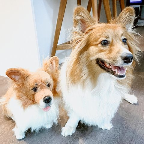 Personalized Corgi Stuffed Animal Plush Lookalike 4
