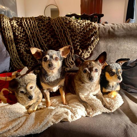 Chihuahua Stuffed Animal Plush