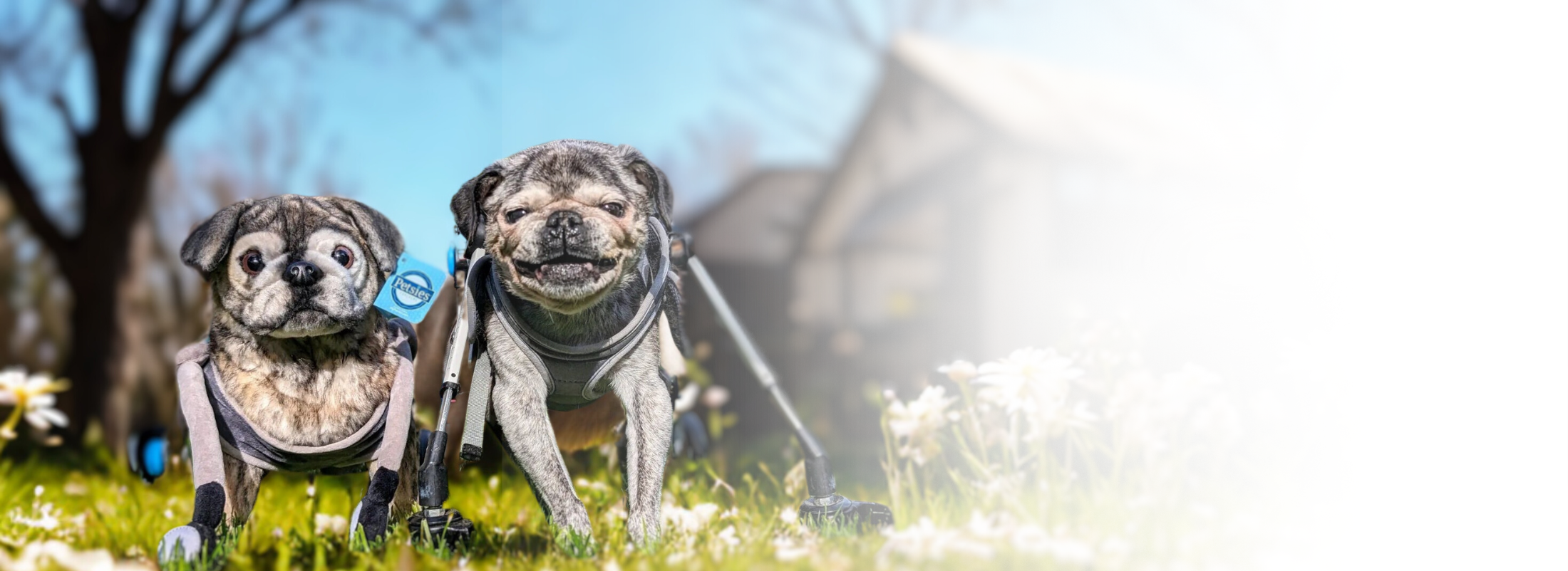 Petsies Charitable Programs Petsies Charitable Programs