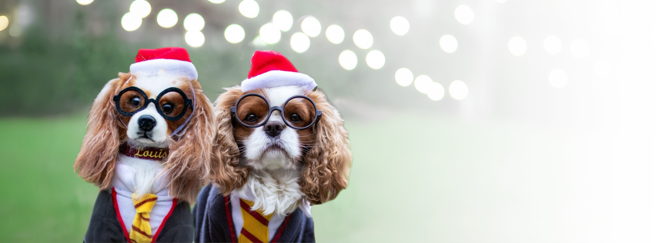 Get a Custom Stuffed Animal of Your Own Pet Get a Custom Stuffed Animal of Your Own Pet