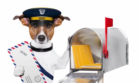 petsies newsletter email signup