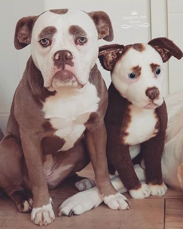 forevers bulldog plush
