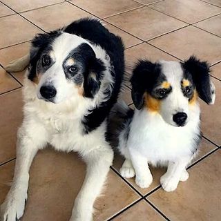 Border Collie Plush border-collie-plush