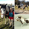 Select to view 'horse stuffed animal' image