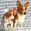 Select to view 'Corgi stuffed animal plush' image