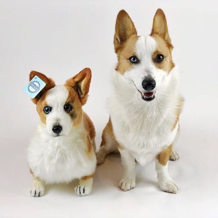 forevers corgi plush
