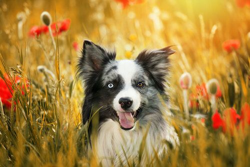Personalized Border Collie Stuffed Animal Plush Lookalike