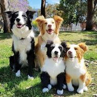 Select to view 'Border Collie Stuffed Animal Plush Lookalike' image