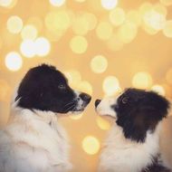Select to view 'Personalized Dog Stuffed Animal Plush Lookalike' image