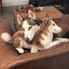 Select to view 'Personalized Husky Stuffed Animal Plush Lookalike' image