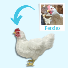 chicken