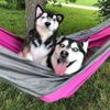 Select to view 'Personalized Husky Stuffed Animal Plush Lookalike' image