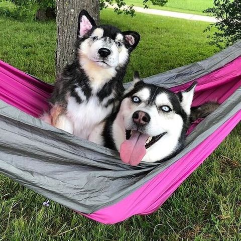 Personalized Husky Stuffed Animal Plush Lookalike