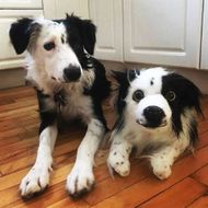 Select to view 'Border Collie Stuffed Animal Plush Lookalike' image