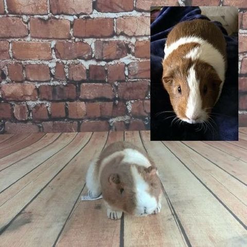 Rat Stuffed Animal Plush Lookalike
