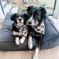 Select to view 'Personalized Dog Stuffed Animal Plush Lookalike' image