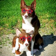 Select to view 'Border Collie Stuffed Animal Plush Lookalike' image