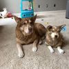 Select to view 'Personalized Husky Stuffed Animal Plush Lookalike' image